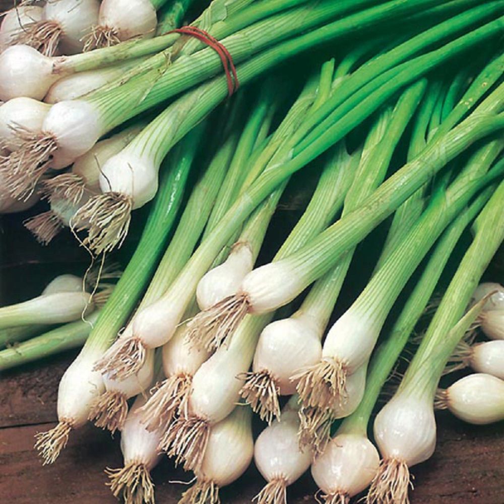 Onion (spring) White Lisbon